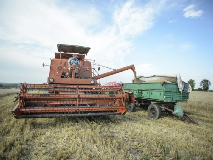 Niższa produkcja zbóż w Europie i obiecujące plony roślin oleistych